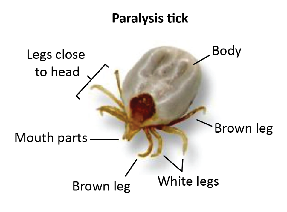 Paralysis Ticks